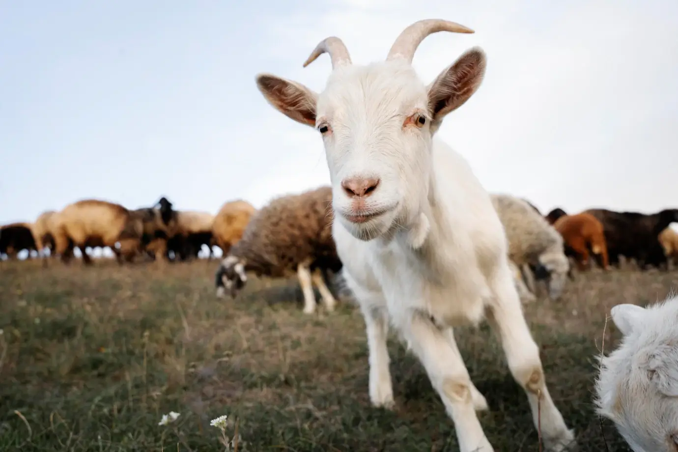 Funny Goat Puns and Best Goat Jokes