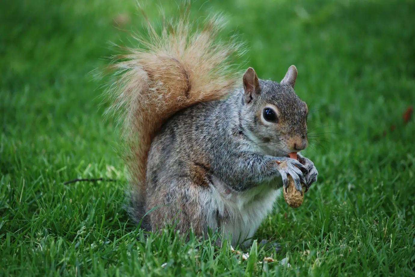 Squirrel Appreciation Day Quotes to Celebrate the Squirrel Day